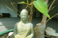 The Buddha in the dana sala - sitting under the Bodhi tree. New season new leaves.