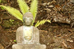 Not quite a seven headed naga but this fern seems intent on offering shelter to the Buddha.