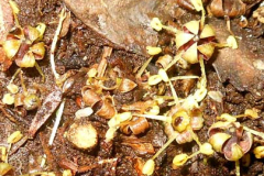 Another piece of spring springs forth. The ground is carpeted with these guys. Manuka?