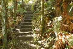 Forest path.