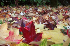 Autumn leaves strewn across the lawn. The changing colours so mark the changing seasons.