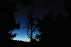 A late Autumn sky casts a sharp line around the forest.