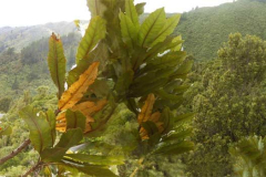 The view from hermitage base camp X [code name: Nowhere] through the upper foliage of a large Rewarewa tree. Thats the Viveka kuti underlined in red to the left.