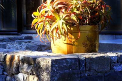 The late afternoon light bathing both plant and stone.