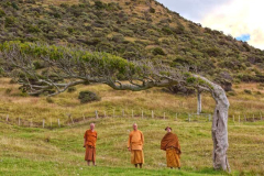Cape Trip: Imagine the winds that shaped this tree close to Lottin Point one of the easterly most points of New Zealand. The East Cape.