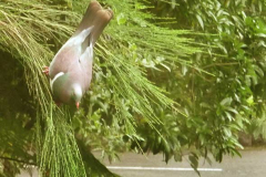 Lunch at Bodhinyanarama - the fresh flowers (for the bird) not the bird.