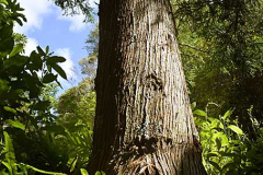At the root of a tree. Part of John Johns legacy.