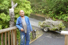 Viang has almost finished clearing the tree that was crowding the totara.