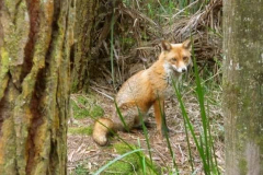 A lakeside fox watching Ajahn Kusalo on the porch of his kuti. She has three cubs but they were very shy.