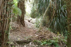 The start of the hermitage track just below the existing Vivek kuti.
