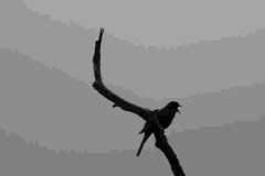 Blackbird singing - against the early morning sky.