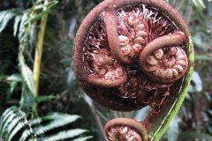 A spring fern frond ready to unfurl.