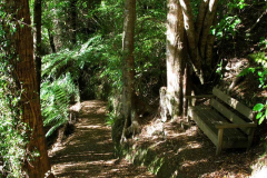 A bench among the beeches.