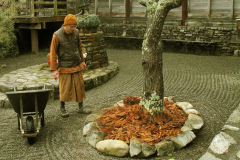 The birds love to dig up the soft soil at the base of the tree. The bhikkhu-coloured covering looks delightful and will hopefully keep that inside the rocks - inside the rocks.