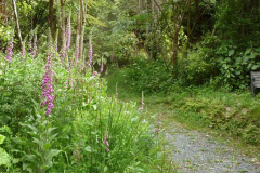 A lovely patch of foxgloves providing cover for the native seedlings planted beside the kuti by-pass track that was put in last year.