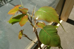 The Bodhi tree pushing out shiny green leaves to greet the spring.