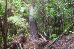 Like all things trees are born and trees die. This one now spans the gully below the electric kuti making a very nice bridge.