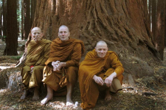 Three forest monks at the root of a tree (redwood forest outside Rotorua).