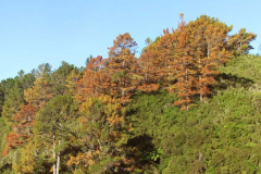 The pine trees above the sala taking leave. The forest will have more space.
