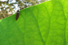 A bug on a leaf.