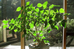 The Bodhi tree resplendently green and bright enjoying the warm sun in the dana sala.