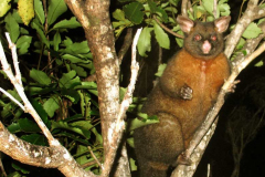 A strange creature of the night outside the bhikkhu vihara.