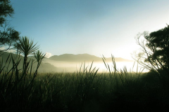 Early morning mists over Kaitoke swamp.