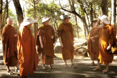 San Francisco - sun drenched forest monks.