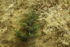 A small manuka hangs on the cliff face outside the bhikkhu vihara. Nature is tenacious.