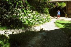 The back of the dhamma hall in blossom.