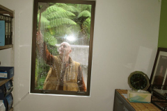 Replete with halo (lens flare?) Ajahn Narado giving the office window a good clean.