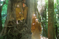"These are the roots of trees they are empty places. Meditate do not be negligent or else you will regret it later." SN 47.10