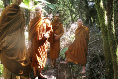 Forest monks stand atop an ancient fallen rimu.