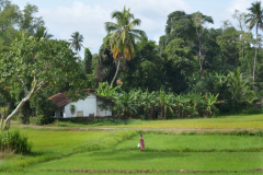 Rice bananas coconuts trees and sky. It looks idylic.