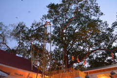 Jaya Sri Maha Bodhi in the Mahamewna Gardens Anuradhapura. Planted in 288BC.