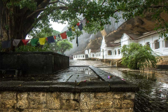 The Bodhi tree at Dambulla.