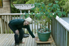 Daniel taking the bodhi tree outdoors for some direct sunlight.