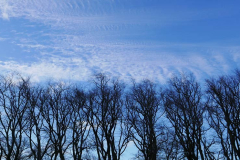 A winter sky over leafless trees.