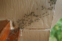 Ants. Lots of ants. Everywhere.