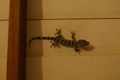 Gekko on my kuti wall.