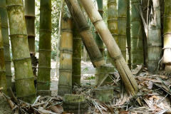 Big bamboo.