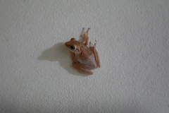 Little frog on the bathroom wall.