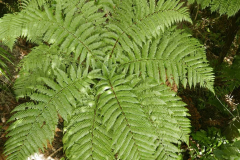 A wee tree fern putting out fresh spring growth at the hermitage.