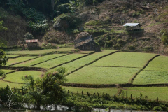Thai tudong: valley fields. The hay on the rock (center) drying in the sun.