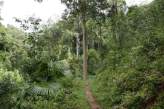 Thai tudong: the long and winding road.