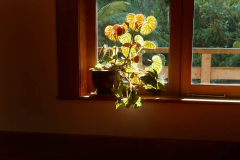 Bright sun filters into the sala.