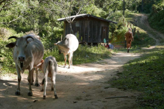 Along the way we met cows - and many things.