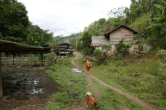Entering the village; one of many dogs.