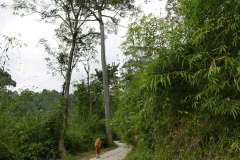 The right road. Notice the ladders on the sides of the two trees. Rare orchids grow in the tree tops and are worth risking your life to acquire and sell. Those ladders are just bits of split bamboo. For the brave-hearted only.