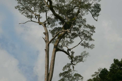 Can you see the orchids in the tree tops? 80 meters - 100? VERY scary stuff.